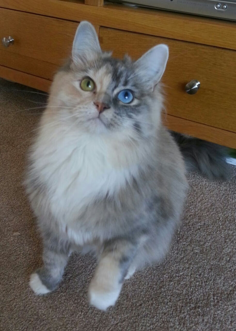 二维法国队与三维日本队，一场比赛的平行时空切片