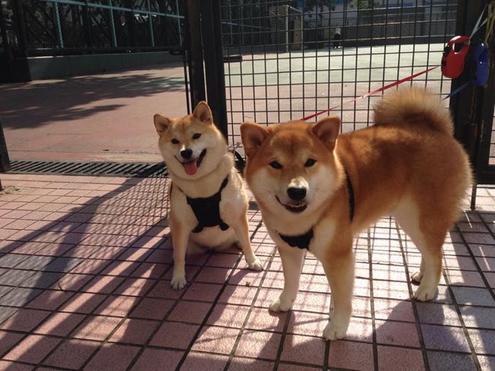 开云体育中国-奥运之帆掀起意甲豪门，一场非典型热身赛的意外航迹