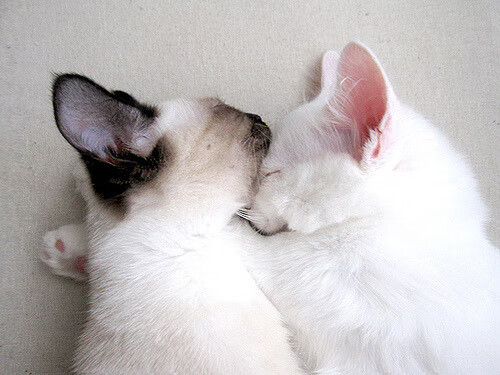 南美巨人奇迹夜，玻利维亚硬仗擒皇马，京多安化身关键先生