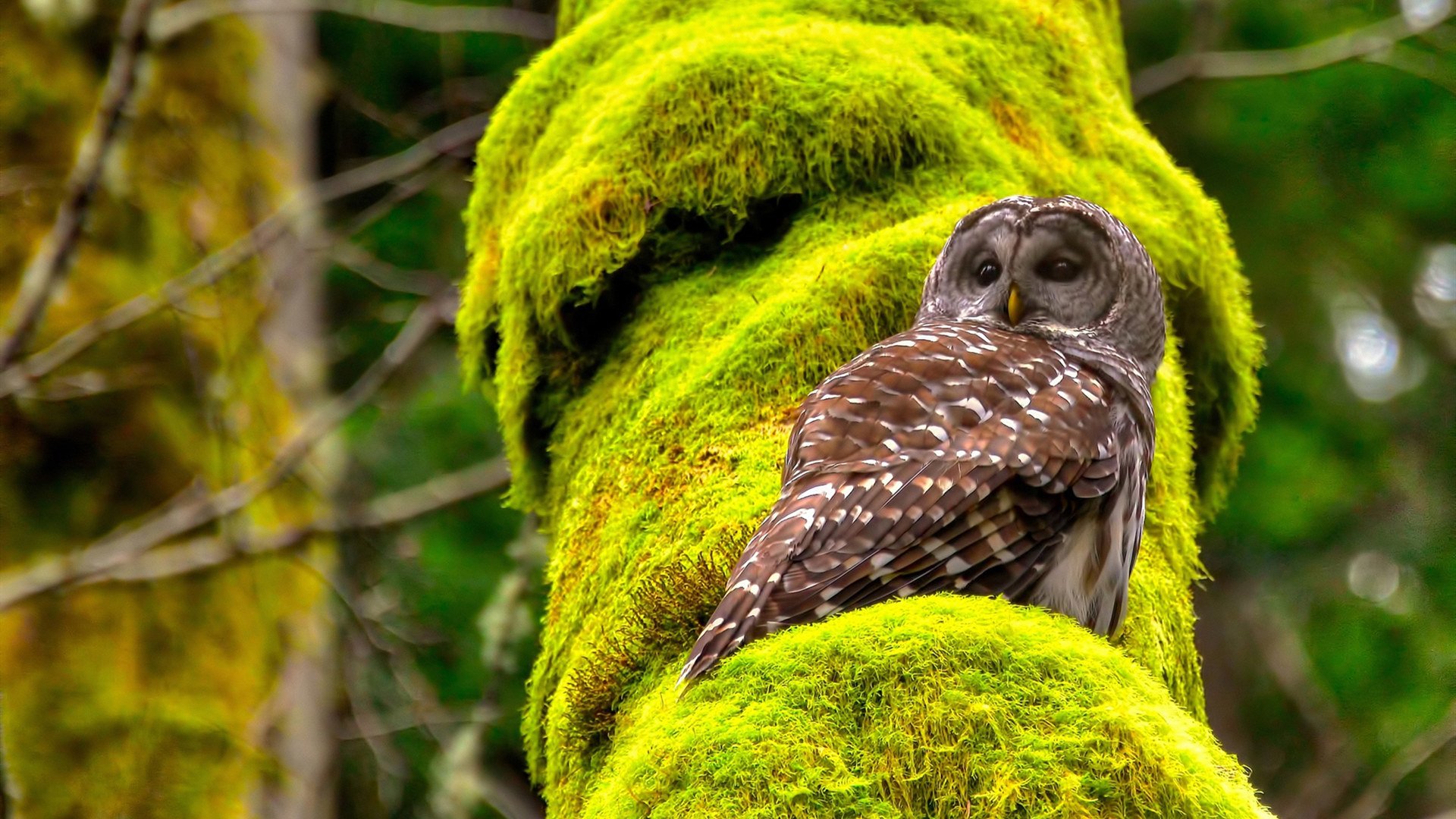 特奥全能王,1球2助攻+10次对抗,国米进攻风暴让韩国球队窒息