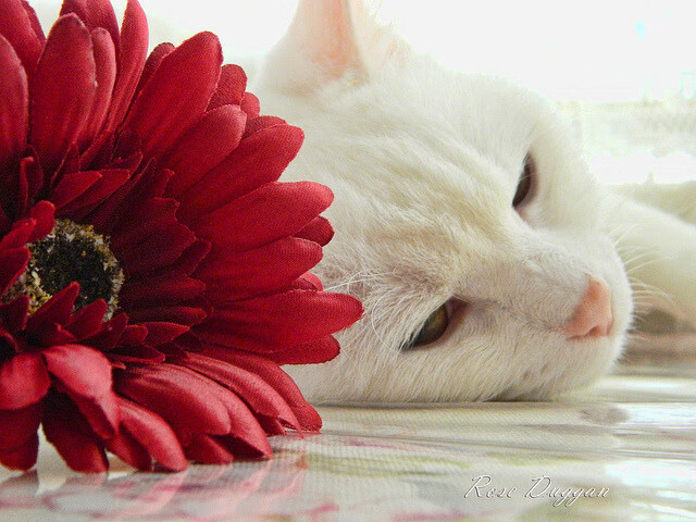 开云体育在线-篮坛巨星降临绿茵场，平行宇宙中的英超争冠之夜