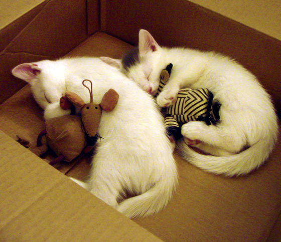 开云体育入口-喀麦隆基因引爆生死战，多特蒙德欧冠逆袭之路