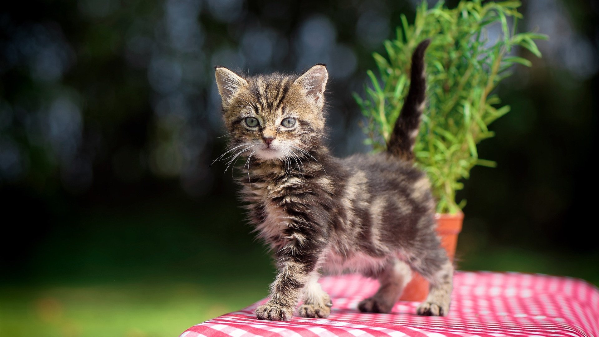 开云sport-篮下风暴！贝恩化身完全体摧毁湖人防线，老鹰主场惊现绝对统治