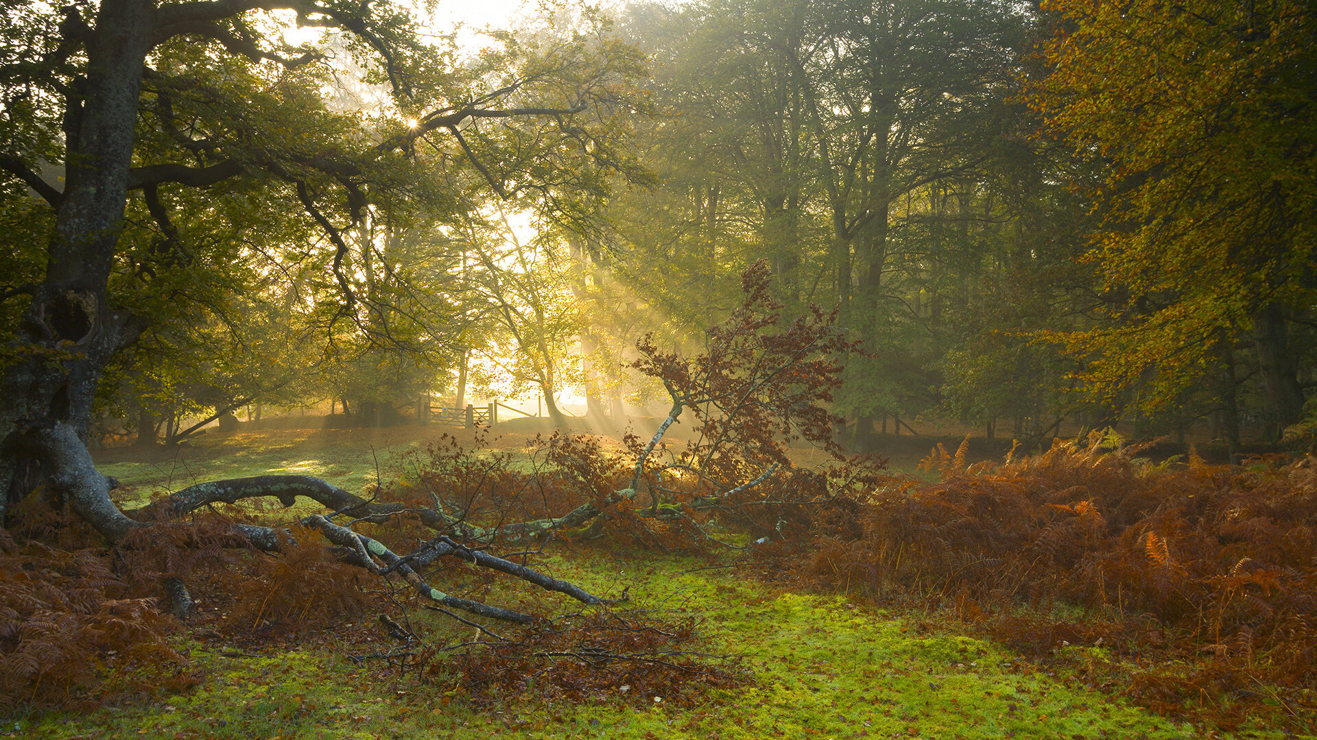 当水泥地篮球遇上云端天赋，浙江队硬撼马刺，字母哥托起不可能的夜晚