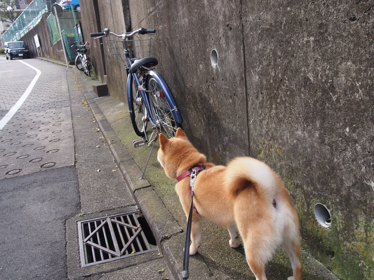 开云体育平台APP-2026世界杯焦点战，独行侠跨界击败快船，篮球精神闪耀足球盛宴