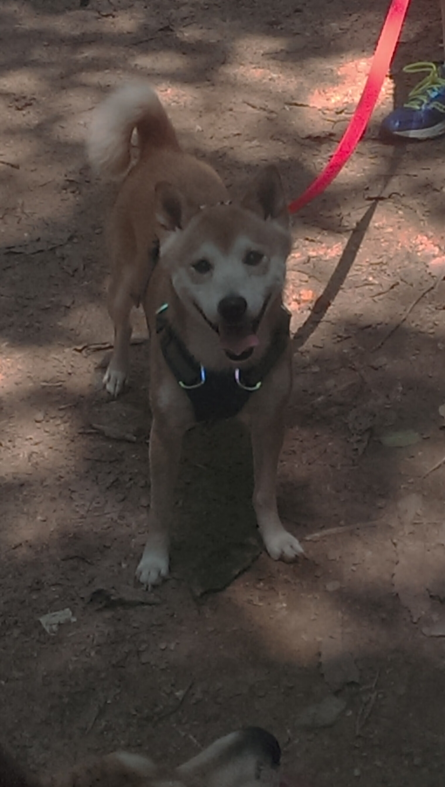 开云体育平台APP-唯一性的体育盛宴，西甲国家德比焦点战与开拓者终结猛龙的跨领域共鸣