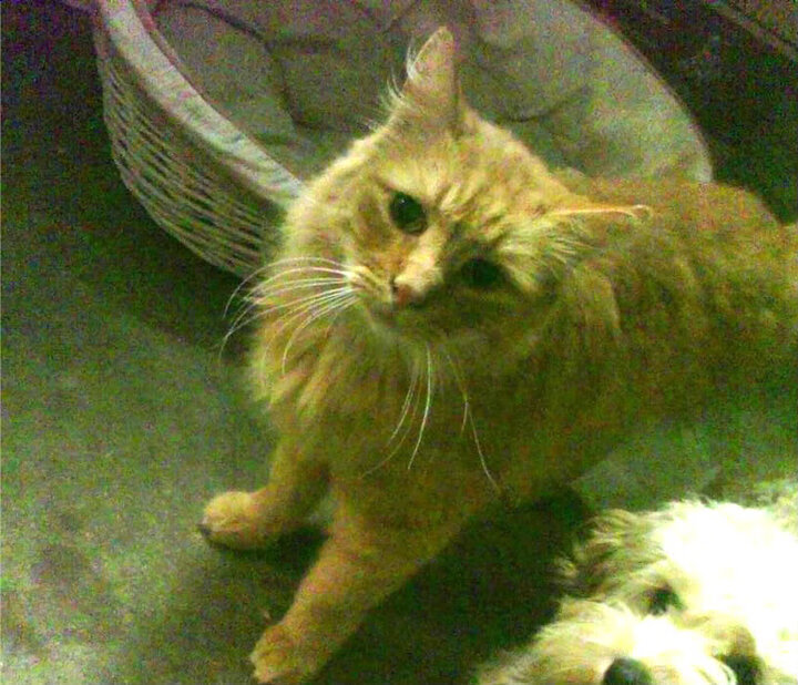 铁卫的逆袭，布雷默如何成为尤文复仇米兰的秘密武器？