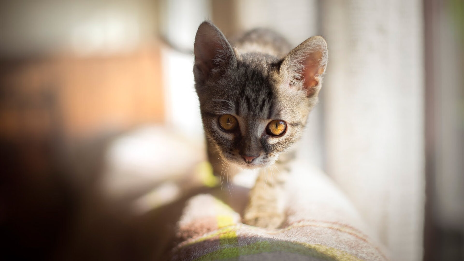 开云体育登录-壁垒与利刃，里昂用整体足球碾碎挪威黑马，格纳布里一锤定音