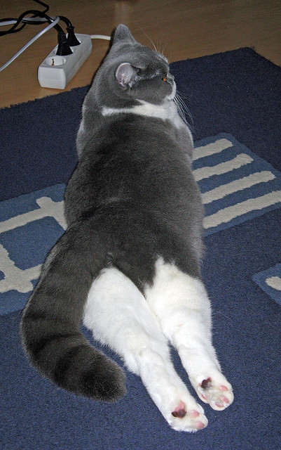 克瓦拉茨赫利亚的魔法，当安哥拉防线在喀麦隆刀锋下化为齑粉